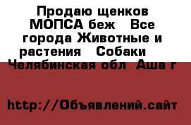 Продаю щенков МОПСА беж - Все города Животные и растения » Собаки   . Челябинская обл.,Аша г.